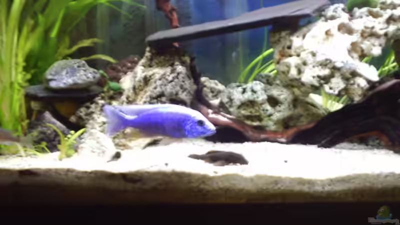 Besatz im Aquarium Becken 390 von Dirk Grieving (7)