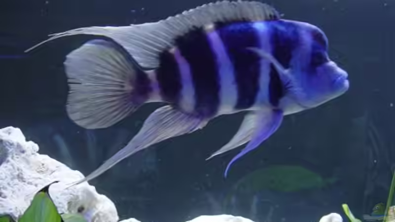 Besatz im Aquarium Becken 391 von Sascha Held (4)