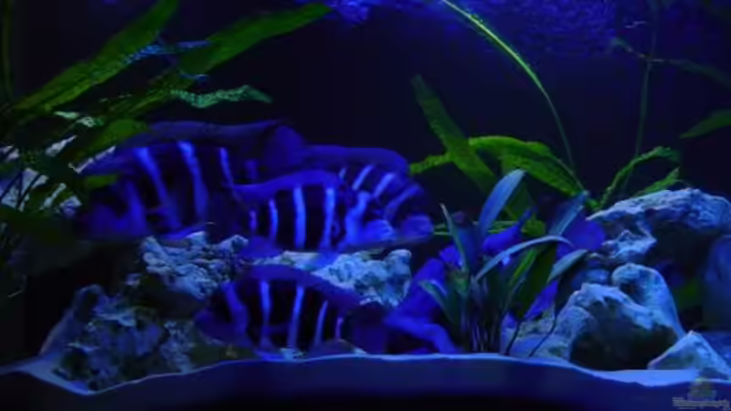 Besatz im Aquarium Becken 391 von Sascha Held (5)