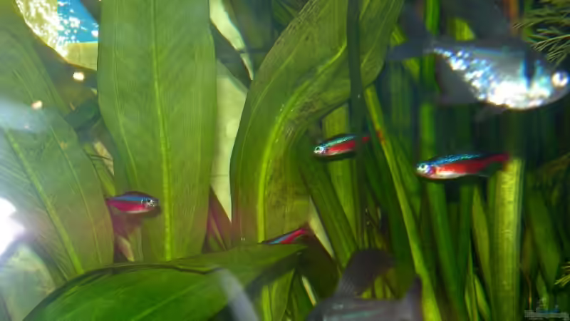 Besatz im Aquarium Becken 3918 von Thomas Fehlberg (19)