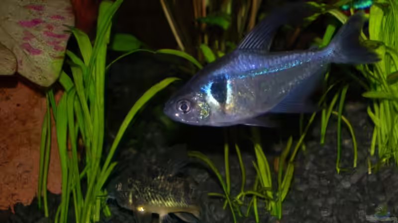 Besatz im Aquarium Becken 3918 von Thomas Fehlberg (20)