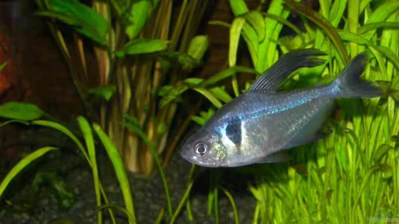 Besatz im Aquarium Becken 3918 von Thomas Fehlberg (21)