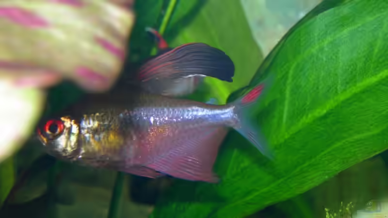 Besatz im Aquarium Becken 3918 von Thomas Fehlberg (26)