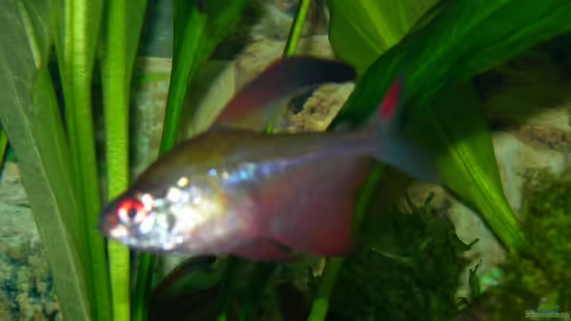 Besatz im Aquarium Becken 3918 von Thomas Fehlberg (30)