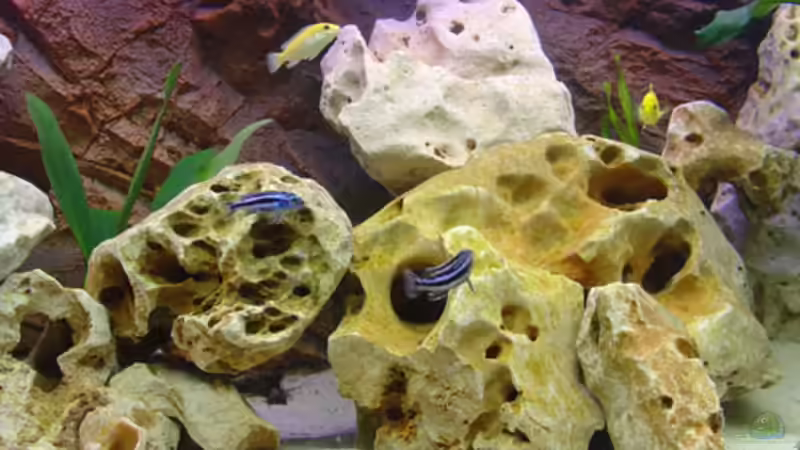 Besatz im Aquarium Becken 392 von Blackpearl (7)