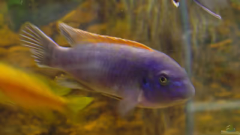 Besatz im Aquarium Becken 392 von Blackpearl (8)