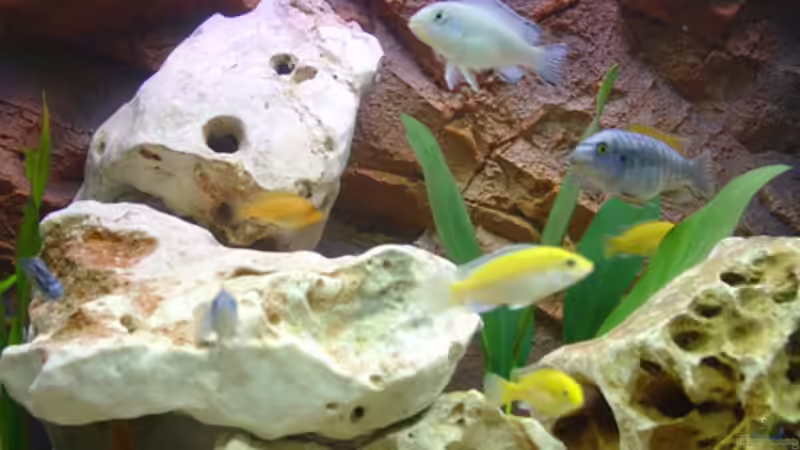 Besatz im Aquarium Becken 392 von Blackpearl (9)