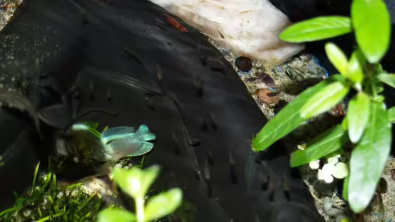 Besatz im Aquarium Becken 3923 von Timo Lorenz (13)