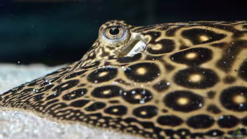 Besatz im Aquarium Becken 3925 von Christian Daniel (10)