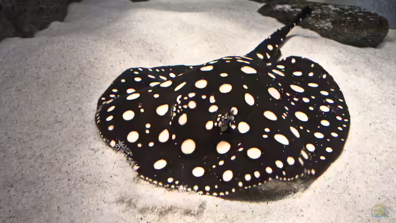 Besatz im Aquarium Becken 3925 von Christian Daniel (6)