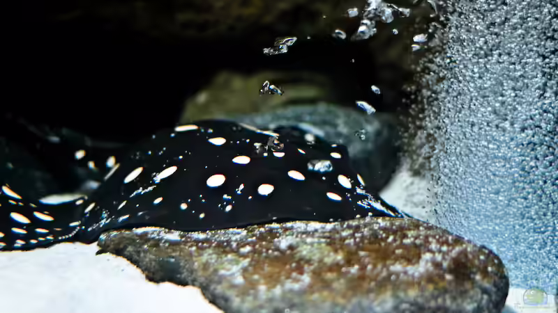 Besatz im Aquarium Becken 3925 von Christian Daniel (8)
