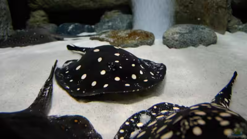 Besatz im Aquarium Becken 3925 von Christian Daniel (9)