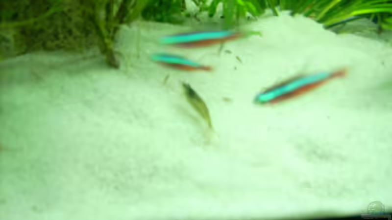 Besatz im Aquarium Becken 3934 von Michel Goerns (17)