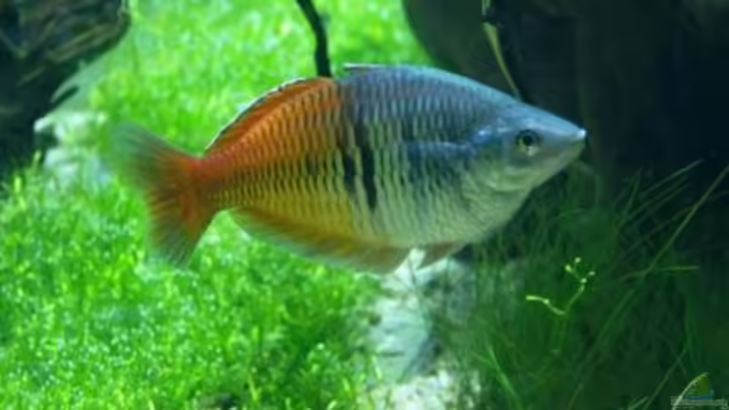 Besatz im Aquarium Becken 3938 von Herbert Lukes (6)