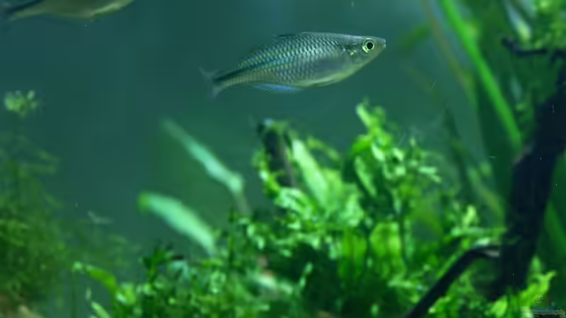 Besatz im Aquarium Becken 3938 von Herbert Lukes (7)