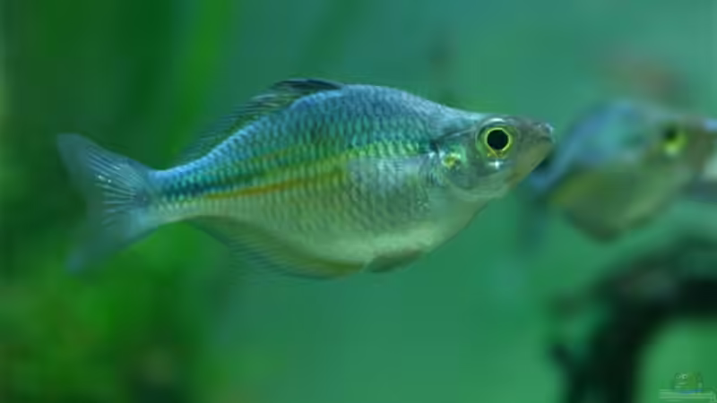 Besatz im Aquarium Becken 3938 von Herbert Lukes (8)