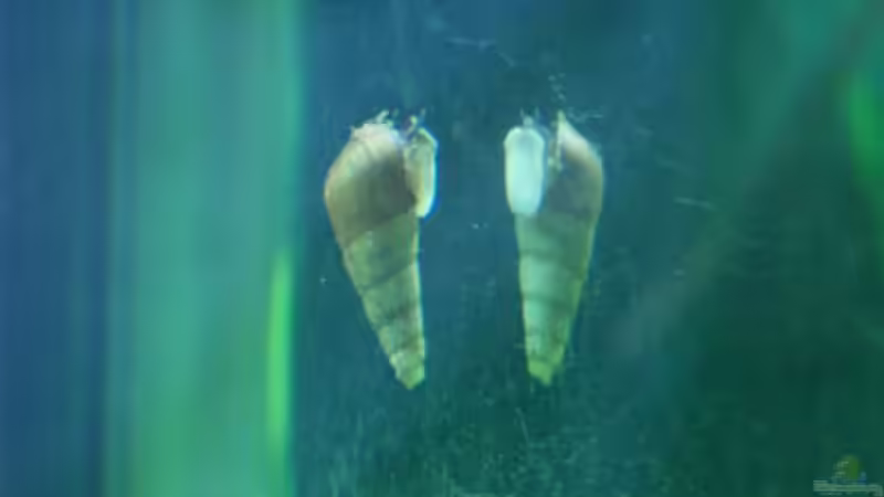 Besatz im Aquarium Becken 3938 von Herbert Lukes (9)