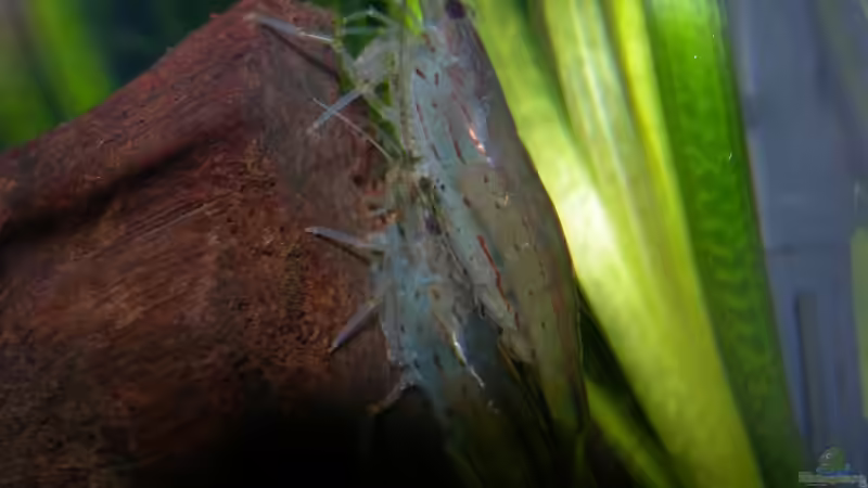 Besatz im Aquarium Becken 3944 von Ingeborg Bohry (18)