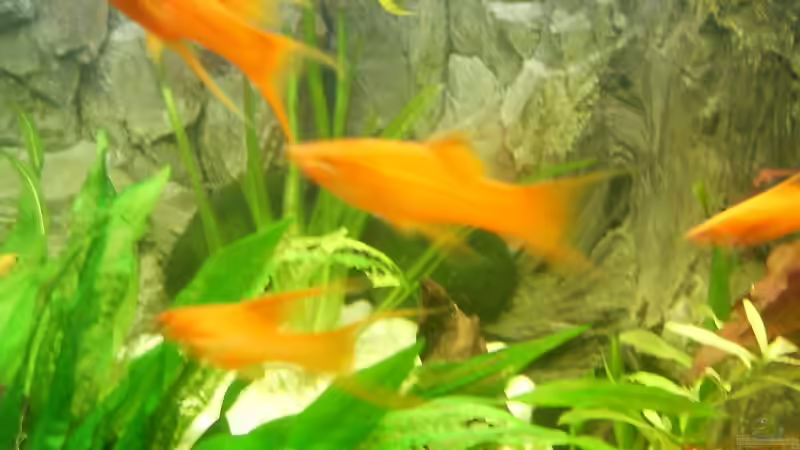 Besatz im Aquarium Becken 3947 von Dieter Schönherr (16)