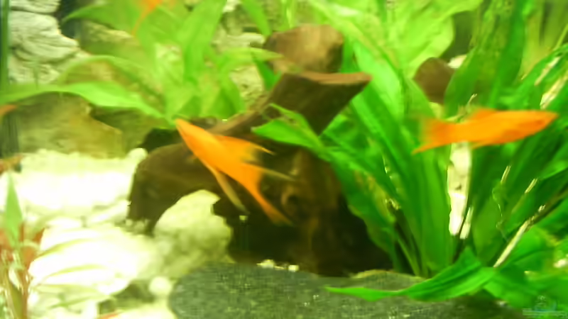 Besatz im Aquarium Becken 3947 von Dieter Schönherr (17)