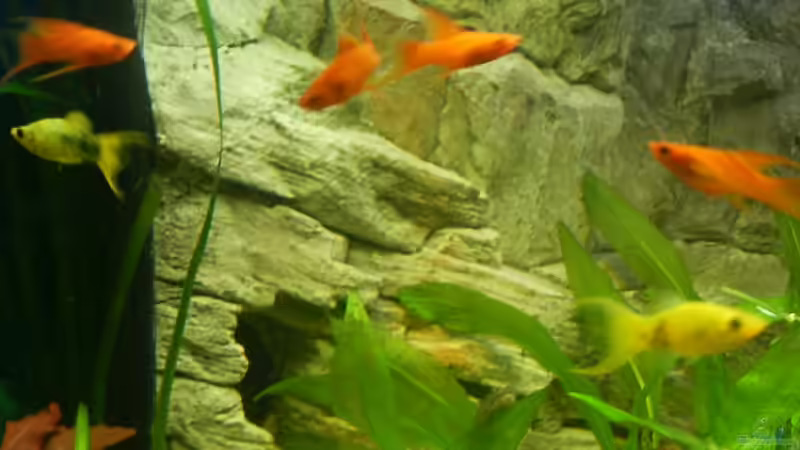 Besatz im Aquarium Becken 3947 von Dieter Schönherr (18)