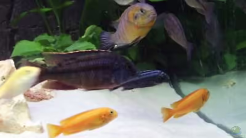 Besatz im Aquarium Becken 396 von Thomas Biewald (12)