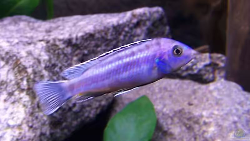 Besatz im Aquarium Becken 396 von Thomas Biewald (13)