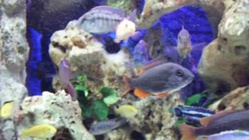 Besatz im Aquarium Becken 396 von Thomas Biewald (18)