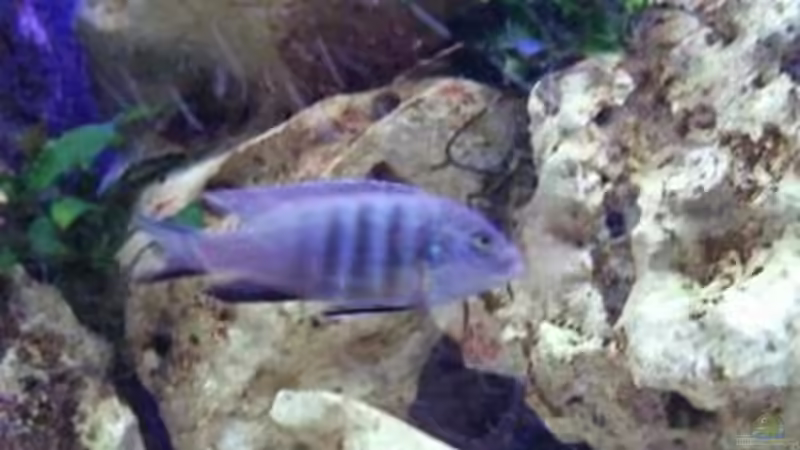 Besatz im Aquarium Becken 396 von Thomas Biewald (19)