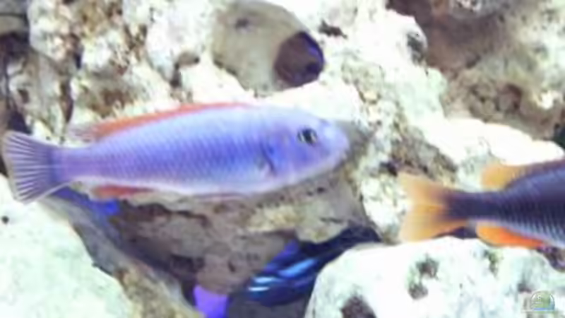 Besatz im Aquarium Becken 396 von Thomas Biewald (20)