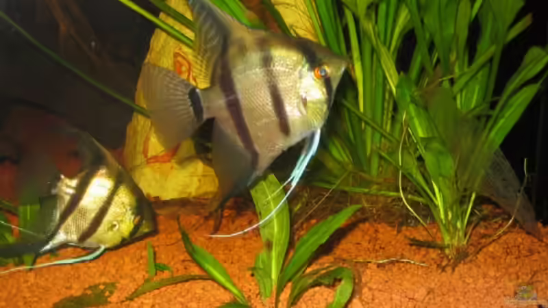 Besatz im Aquarium Becken 3967 von Martina Schneider (8)