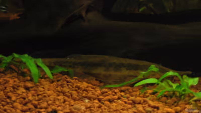 Besatz im Aquarium Becken 3967 von Martina Schneider (9)