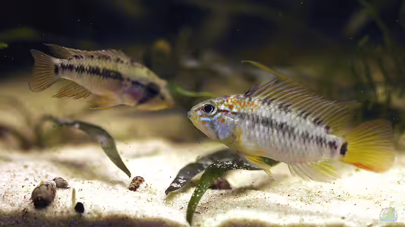 Besatz im Aquarium Becken 3969 von Juliane Schmidt (12)