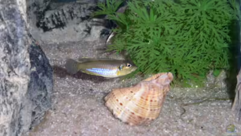 Besatz im Aquarium Becken 397 von Guido Ramke (6)