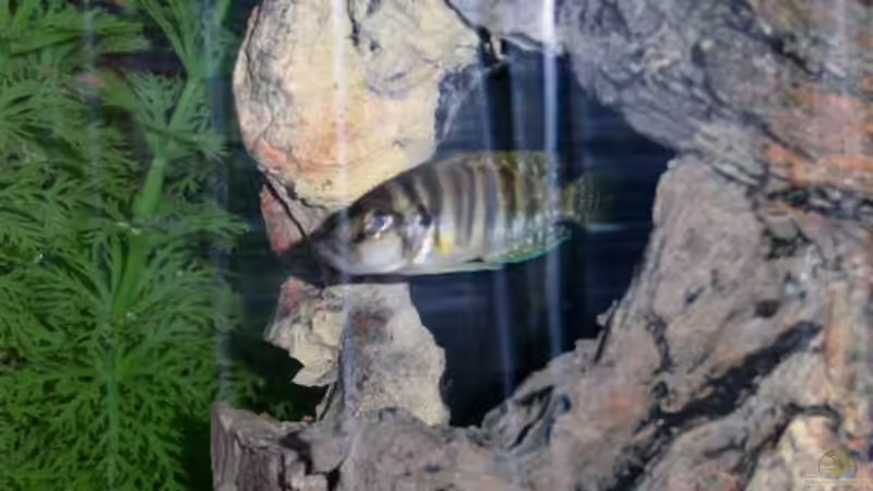 Besatz im Aquarium Becken 397 von Guido Ramke (7)