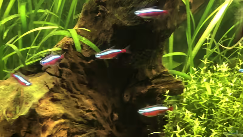 Besatz im Aquarium Becken 39775 von Stephan Krieg (3)