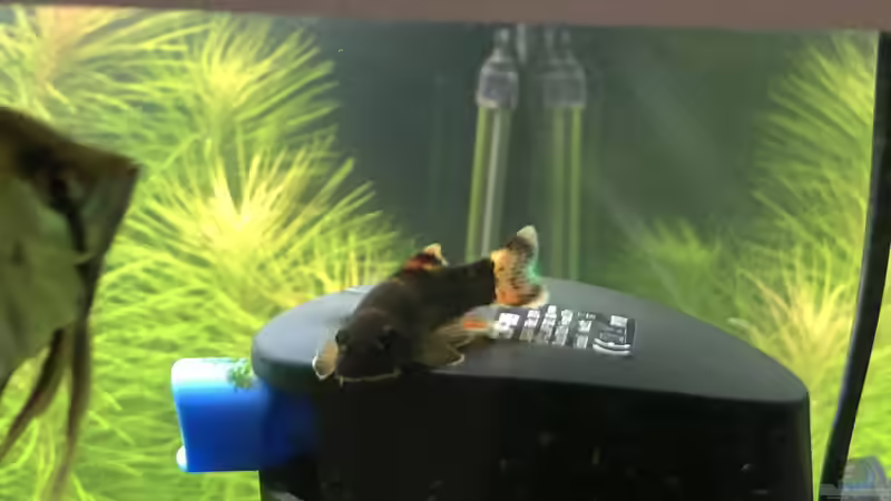 Besatz im Aquarium Becken 39775 von Stephan Krieg (4)