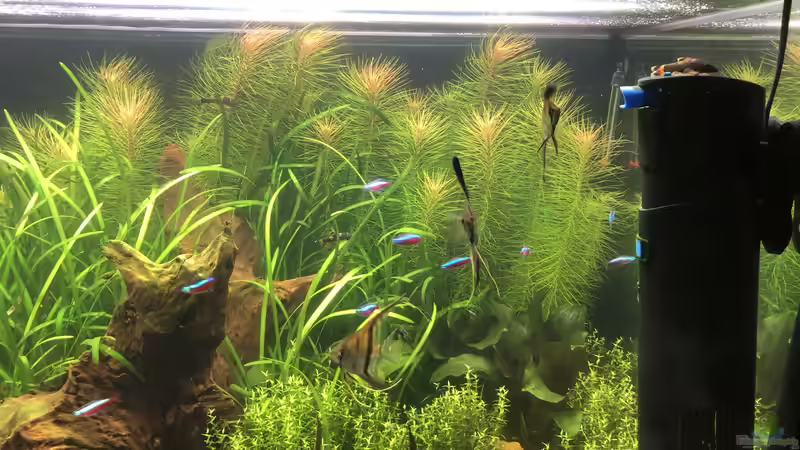 Besatz im Aquarium Becken 39775 von Stephan Krieg (5)