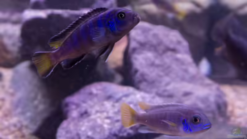 Besatz im Aquarium Becken 39816 von Steffen Wahl (14)