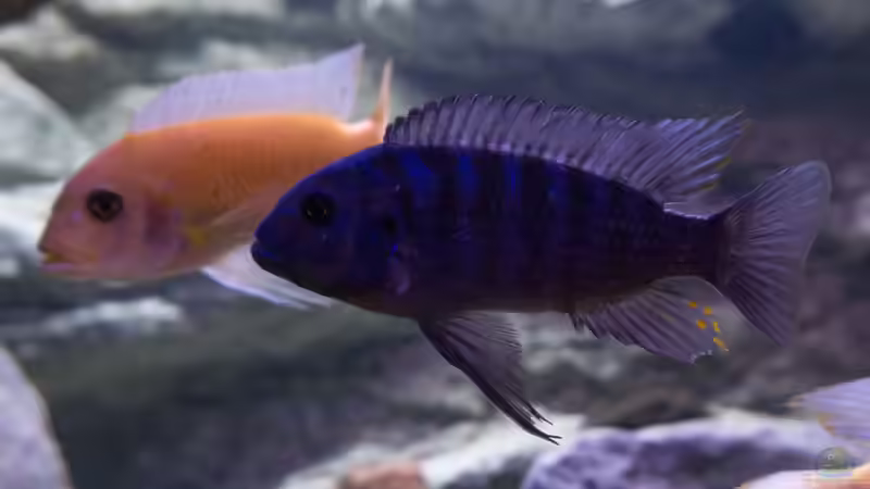 Besatz im Aquarium Becken 39816 von Steffen Wahl (18)