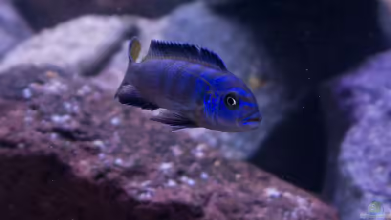 Besatz im Aquarium Becken 39816 von Steffen Wahl (19)