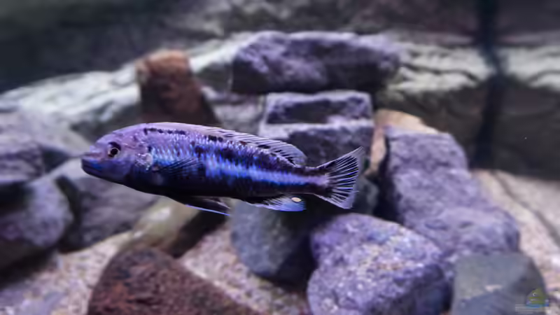 Besatz im Aquarium Becken 39816 von Steffen Wahl (20)