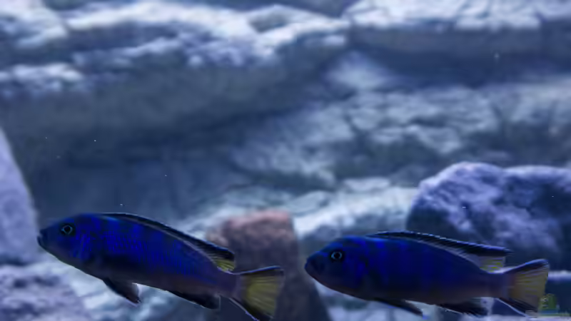 Besatz im Aquarium Becken 39816 von Steffen Wahl (21)