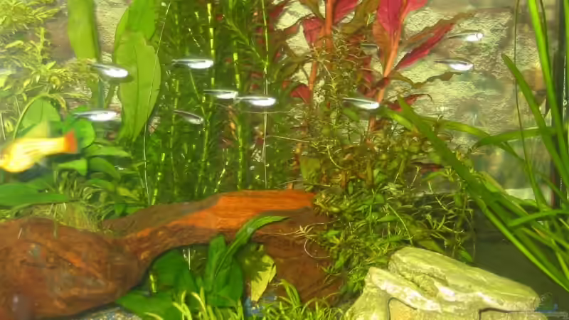Besatz im Aquarium Becken 3982 von Pamela Niemeyer (6)