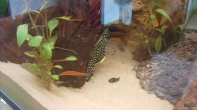 Besatz im Aquarium Becken 3988 von Adrian Vissers (5)