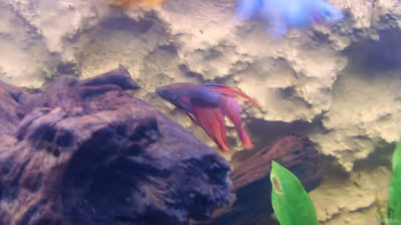 Besatz im Aquarium Becken 3988 von Adrian Vissers (7)