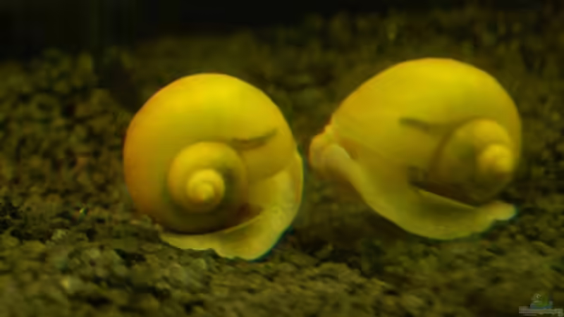 Besatz im Aquarium Becken 4020 von Irene Kotowski (5)