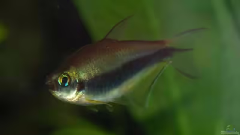 Besatz im Aquarium Becken 4020 von Irene Kotowski (7)