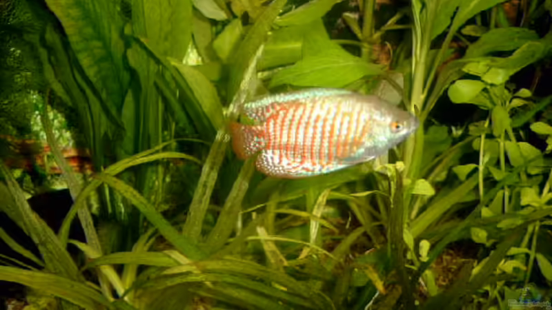 Besatz im Aquarium Becken 4041 von Marcel Pikzack (7)