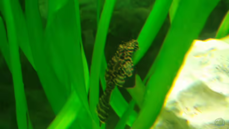 Besatz im Aquarium Becken 4046 von Stefan Schweinhardt (9)